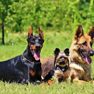 Hypnose peur des chiens