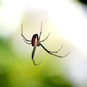 Hypnose peur des araignées - arachnophobie