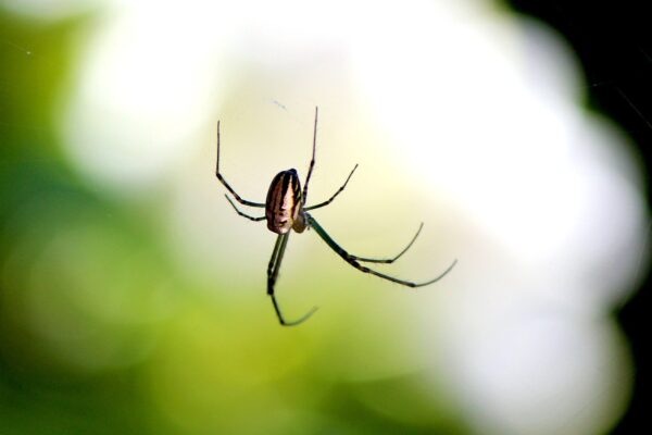 Hypnose peur des araignées - arachnophobie